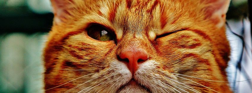 profilo facebook immagine copertina con gatto rosso che strizza l'occhio