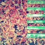 foglie cadute e panchina verde